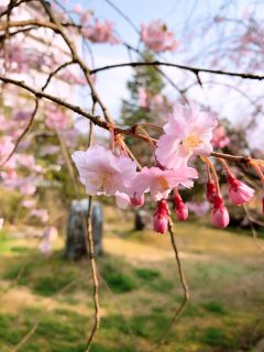 sakura(2)